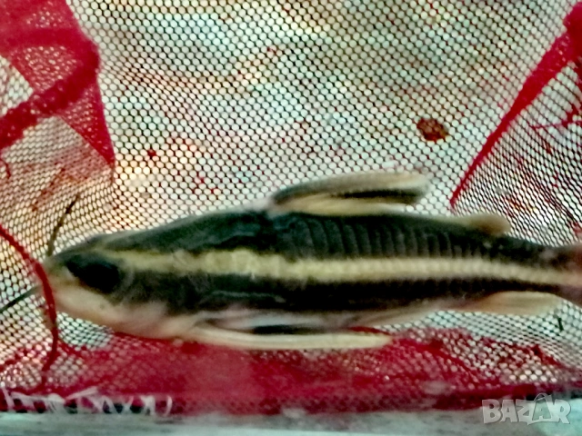 Продавам голями сомове Платидоруси и Синудонтуси, снимка 2 - Рибки - 53885429