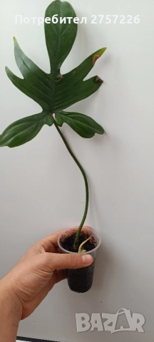 Philodendron Florida ghost, снимка 6 - Стайни растения - 54187744