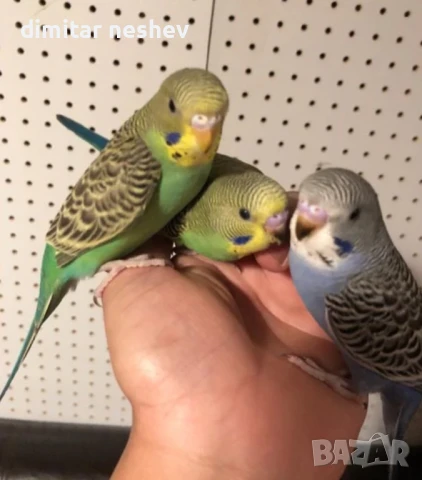 Ръчно хранени вълнисти папагали , снимка 1