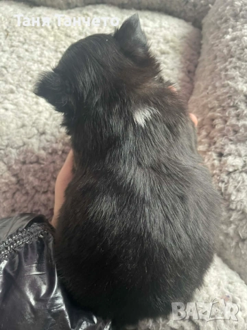 Чихуахуа Възможност за доставка , снимка 2 - Чихуахуа - 53994420