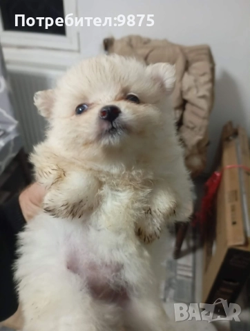 Продавам померани 