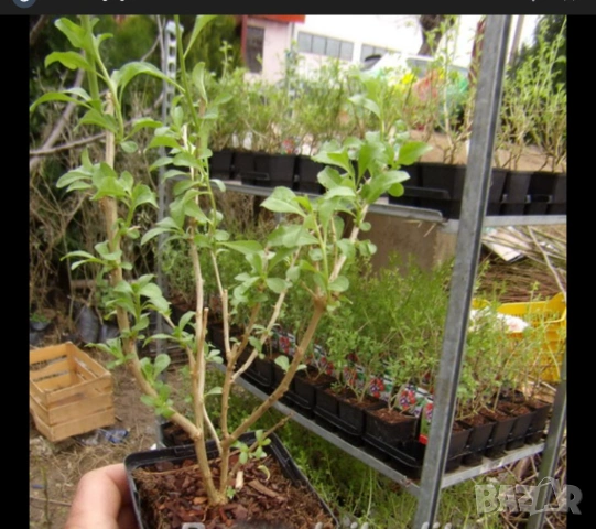 Продавам ГОДЖИ БЕРИ разсад (фиданки)  Цена 4 евро