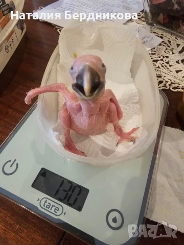 Синьо-жълта ара бебета, снимка 7 - Папагали - 51317087