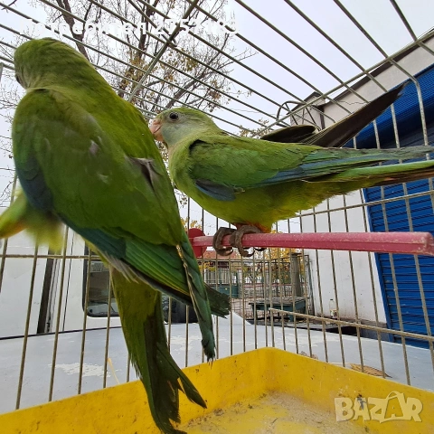 продавам папагали барабанди, снимка 4 - Папагали - 53897281