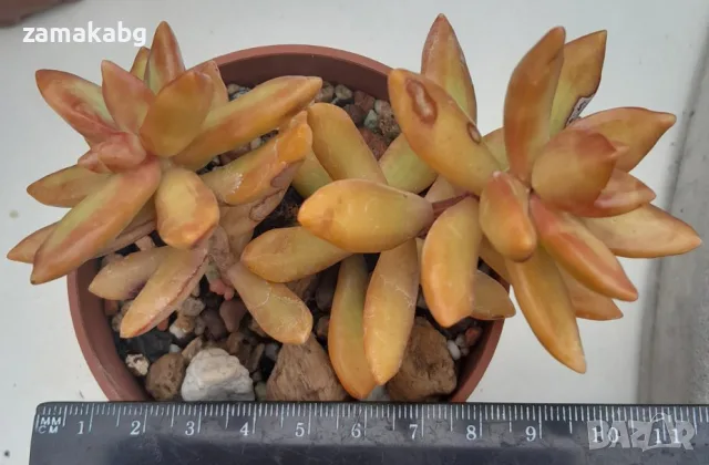 Седум (Sedum nussbaumerianum), сукулентно растение