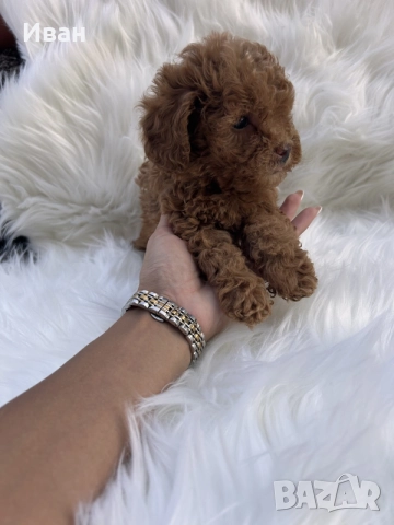 той пудел женски/мъжки, снимка 2 - Пудели - 56076933