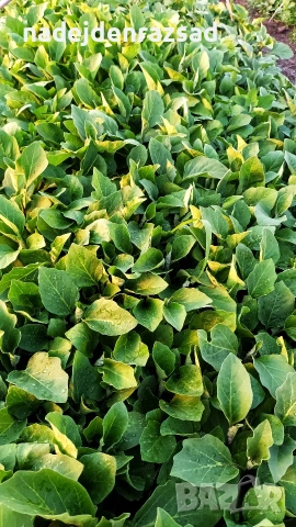 Готов разсад ранни домати краставици ягоди, снимка 6 - Разсади - 53942089