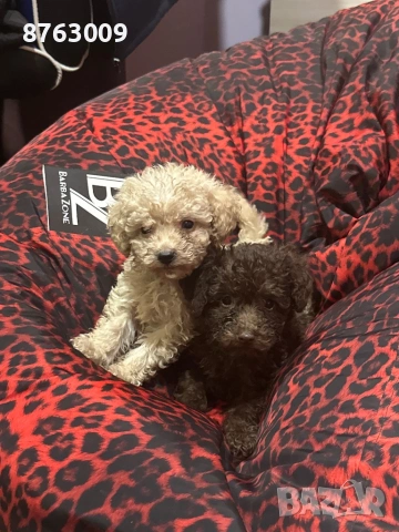 Пудел той, снимка 3 - Пудели - 54309746