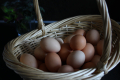 Домашни Яйца 0.50ст./бр, снимка 2