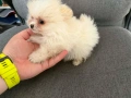 Мини померан  актуално от 6.4.2026, снимка 2