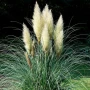 Кортадерия- Пампаска трева ПРИ ПОКУПКА НА 3 БРОЯ 1 БРОЙ ПОДАРЪК, снимка 7