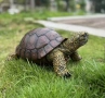 градинска костенурка за декорация!, снимка 3