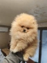 Мини померан мъжко, снимка 4
