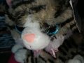 Коте, плюшена играчка , снимка 1 - Плюшени играчки - 31818556