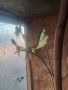 Продавам папагали и клетки , снимка 10