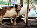 Продавам пръчове, снимка 4