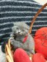 Шотландски клепоухи котета, снимка 12