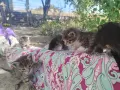 5 сладки бебенца котенца, снимка 1