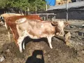 Продавам крави, юници и телета , снимка 17