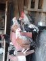  Пилета, гъски, патици, пуйки, копринки, снимка 10