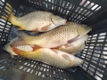 Жив шаран и сом страхотни на вкус!!!, снимка 2