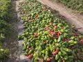 Продавам зелена капия на едро, снимка 7