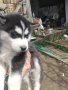 Малки кученца Сибирско хъски, снимка 5