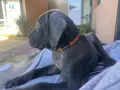 Кане Корсо - Cane Corso кученца, снимка 3