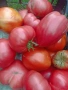 Разсад на домати от Елинпелинският край , снимка 6