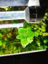 Растения за аквариум и езеро , имам излишни стартирани аквариуми., снимка 9