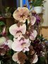 Орхидея, снимка 1 - Стайни растения - 44364183