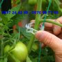 50 броя щипка - клипс за подържане на домати и растения - КОД 3691, снимка 8