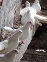 Продавам бели Бургаски гълъби 20 лева броя или повече от 10 гълъба 15 лева броя, снимка 3