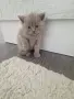 Клепоухи шотландки, снимка 11