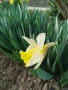 Продавам луковици от пролетни цветя - лалета, нарциси, зюмбюли....., снимка 16