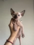 котенца канадски сфинкс женски и мъжки, снимка 3