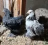 Продавам  мини кохин, снимка 2
