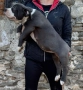 Американско були хл American bully XL, снимка 16