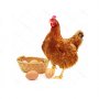Смеска за кокошки носачки БОНМИКС, 10кг, снимка 1 - Кокошки и пуйки - 37224826