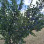 сини сливи сорт "Стенлей" БИО, снимка 2
