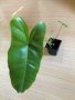 Philodendron Burle Marx Variegata reverted 