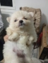 Продавам померани , снимка 1