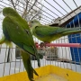 продавам папагали барабанди, снимка 4
