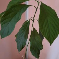 Авокадо (Persea americana), снимка 1 - Стайни растения - 39802418