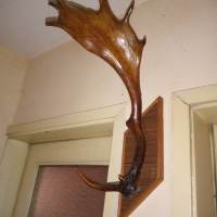 Рог от елен лопатар, снимка 1 - Декорация за дома - 44638359
