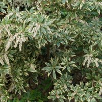 Пиерис-(pieris japonica)(4-сорта), снимка 8 - Градински цветя и растения - 32197304