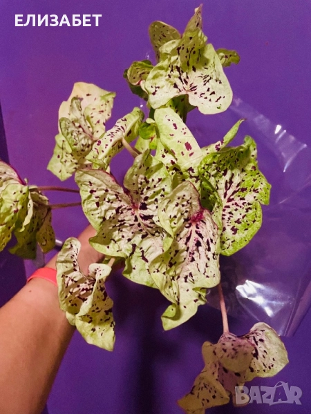 Каладиум, снимка 1