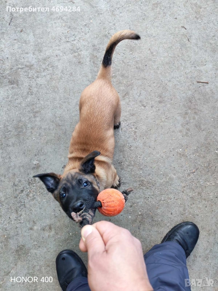 Белгийска овчарка Малинла , снимка 1