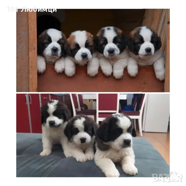 Санбернари с рододлоеие, снимка 1