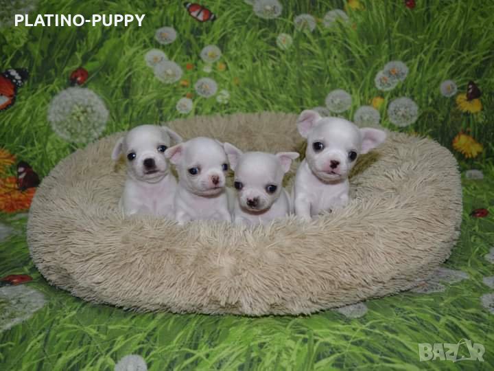 Бебета чихуахуа, снимка 1